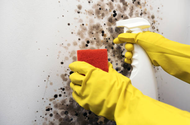 Best Certified Mold Removal  in Millersburg, OH