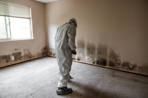 Trusted Millersburg, OH Mold Removal Experts