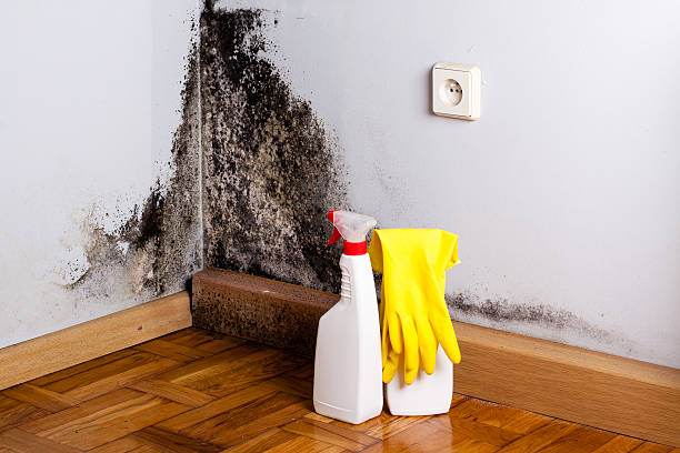 Best Mold Remediation  in Millersburg, OH